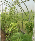 Arkinis šiltnamis KLASIKA 18, 6 mm danga