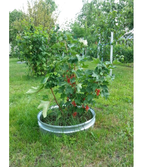 Metalinis žiedo formos atitvaras augalams (100x480 mm), cinkuotas